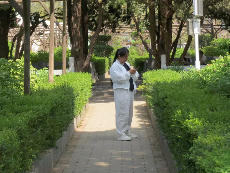 王城春日里 那一抹素白的温柔