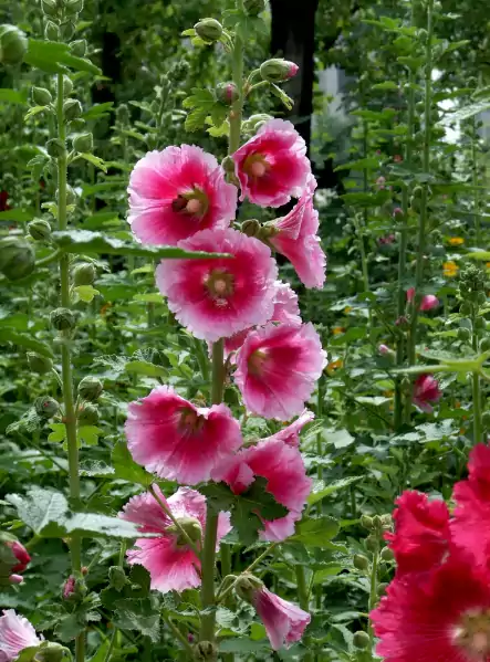 散文-蜀葵记：田埂边 荒坡上 篱笆根下 它总是那样